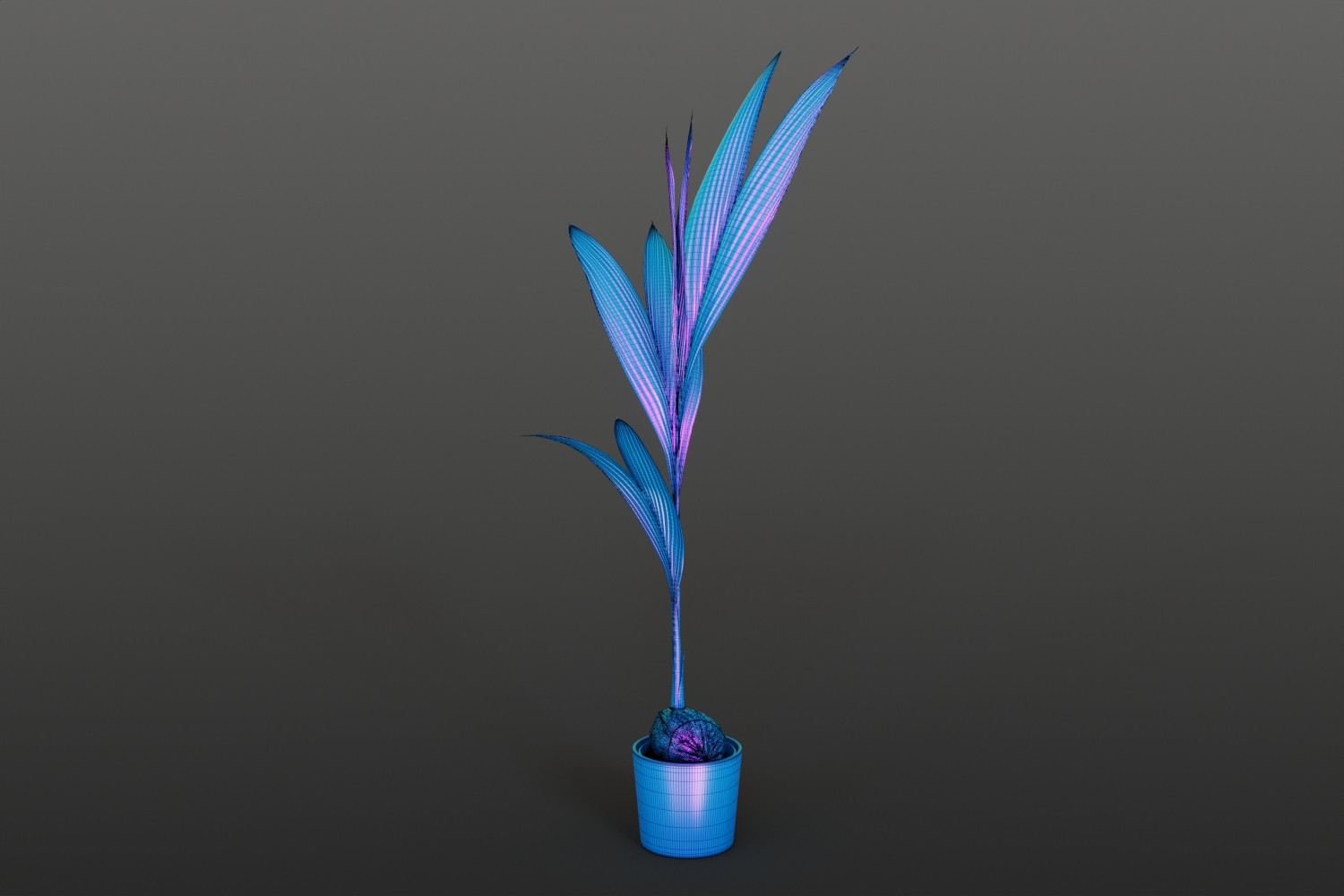 Coconut tree in pot 3D Model
